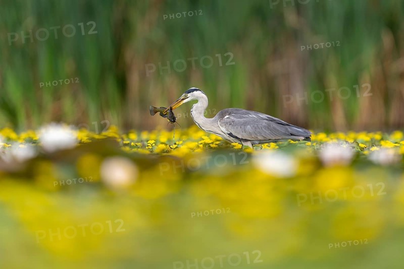 Grey heron (Ardea cinerea) in the water, with fish (catfish), Race, Slovenia