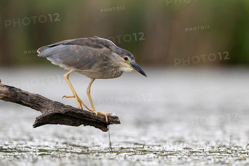 Night heron (Nycticorax nycticorax) lurking on a branch, Race, Slovenia