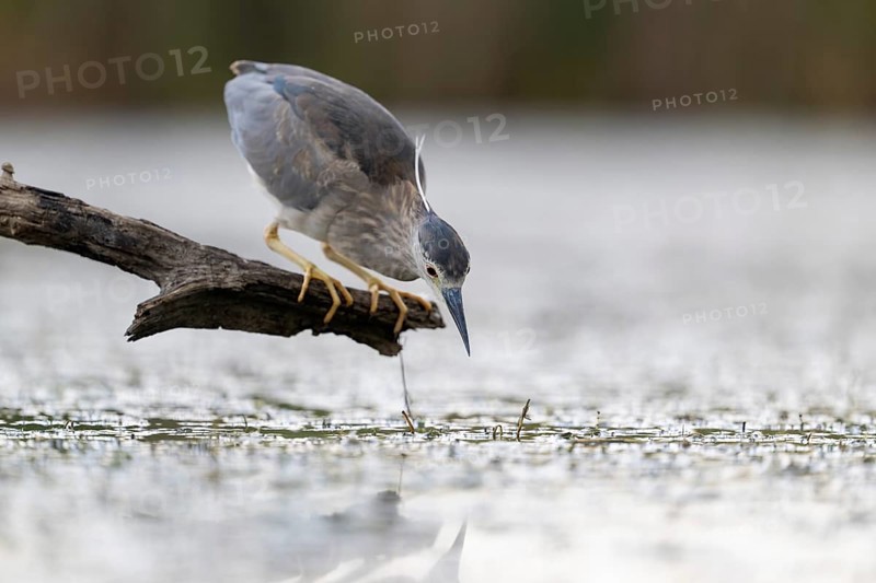 Night heron (Nycticorax nycticorax) lurking on a branch, Race, Slovenia