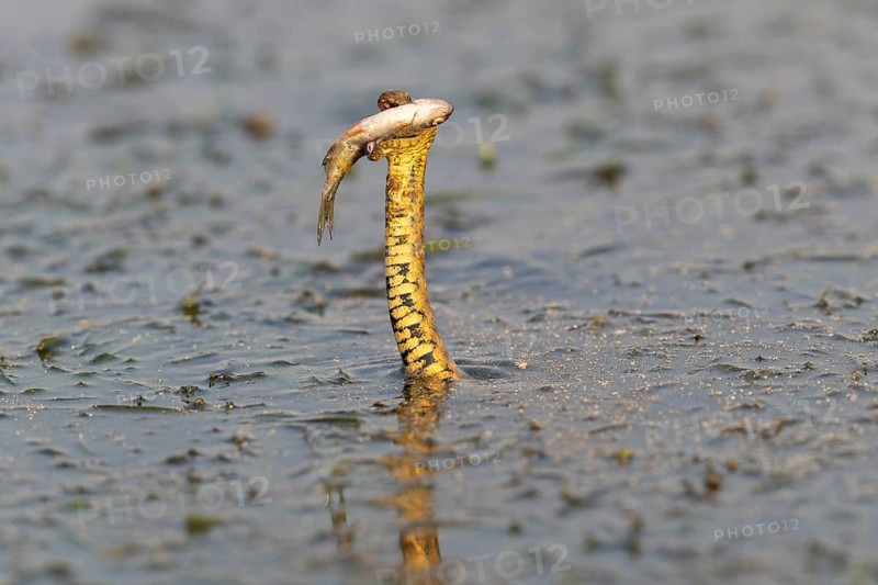 Dice snake (Natrix tessellata) Snake with fish in its mouth, swimming, Danube Delta, Romania