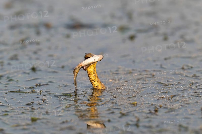 Dice snake (Natrix tessellata) Snake with fish in its mouth, swimming, Danube Delta, Romania