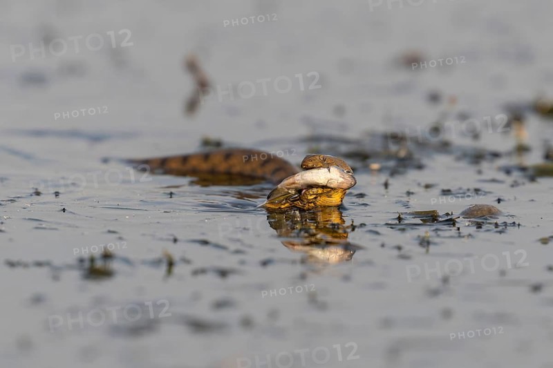 Dice snake (Natrix tessellata) Snake with fish in its mouth, swimming, Danube Delta, Romania