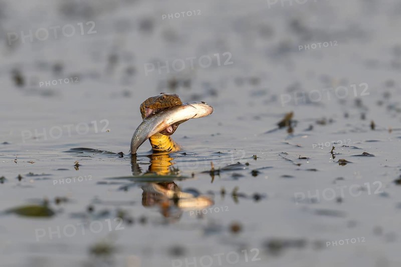 Dice snake (Natrix tessellata) Snake with fish in its mouth, swimming, Danube Delta, Romania