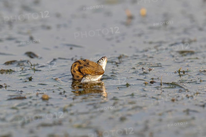 Dice snake (Natrix tessellata) Snake with fish in its mouth, swimming, Danube Delta, Romania