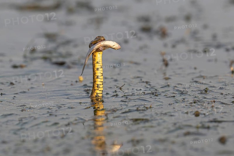 Dice snake (Natrix tessellata) Snake with fish in its mouth, swimming, Danube Delta, Romania