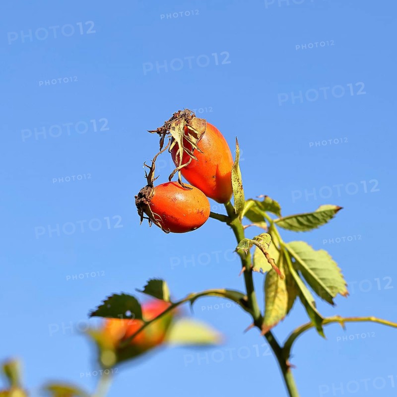 Ripe rosehip fruit of the dog rose (Rosa canina) on a branch, in front of a blue sky, Wilnsdorf, North Rhine-Westphalia, Germany