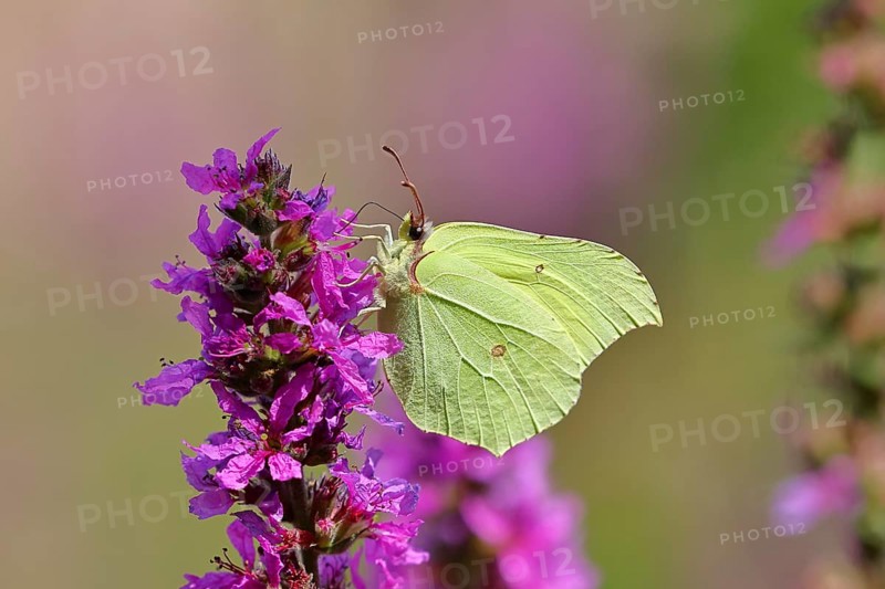 Lemon butterfly (Gonepteryx rhamni) feeding on a flower of purple loosestrife (Lythrum salicaria), Wilnsdorf, North Rhine-Westphalia, Germany