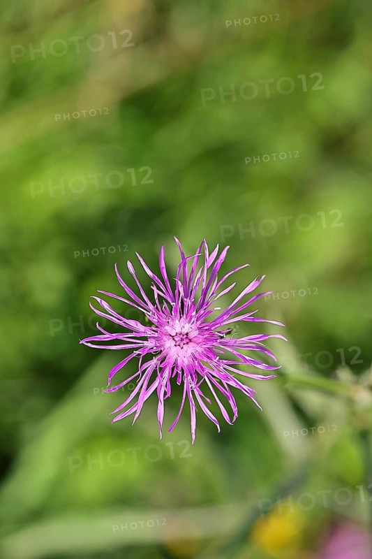 Meadow knapweed or common knapweed (Centaurea jacea), flower, Wilnsdorf, North Rhine-Westphalia, Germany