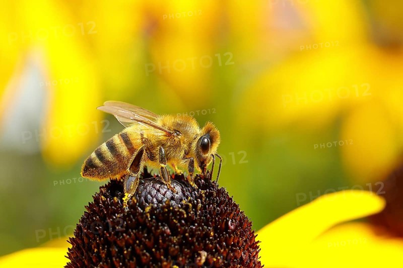 European honey bee (Apis mellifera), collecting nectar from a yellow coneflower (Echinacea paradoxa), macro photograph, Wilnsdorf, North Rhine-Westphalia, Germany