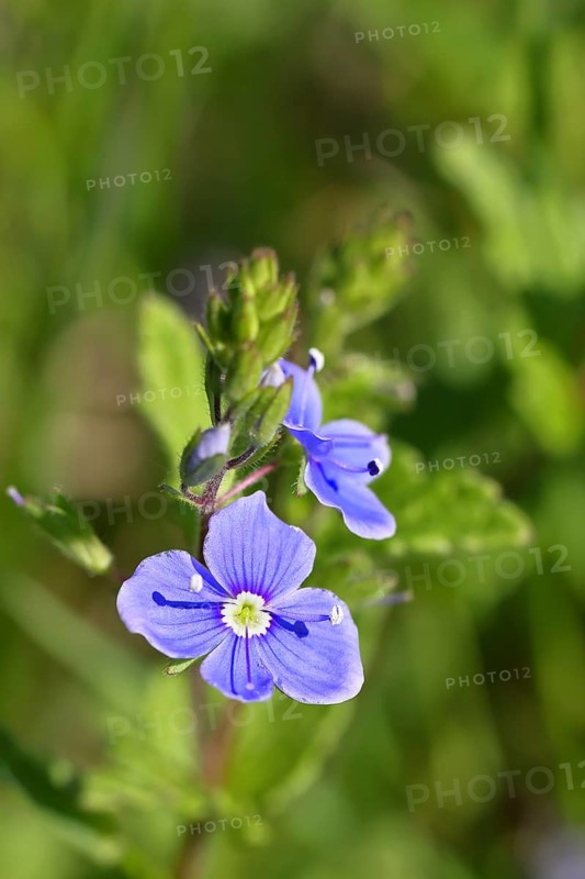 Gamander speedwell (Veronica chamaedrys), flowers in a deciduous forest, blue blossom, spring, Wilnsdorf, North Rhine-Westphalia, Germany