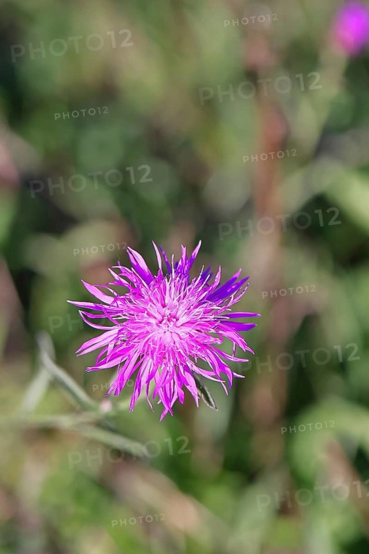 Meadow knapweed or common knapweed (Centaurea jacea), flower, Wilnsdorf, North Rhine-Westphalia, Germany