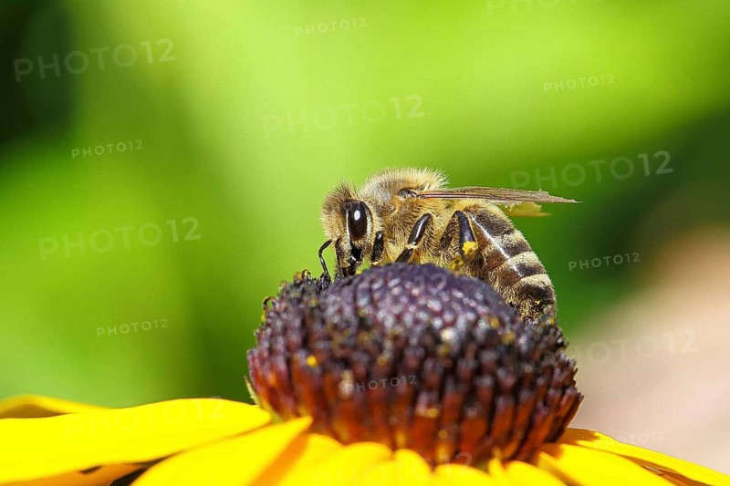 European honey bee (Apis mellifera), collecting nectar from a yellow coneflower (Echinacea paradoxa), macro photograph, Wilnsdorf, North Rhine-Westphalia, Germany