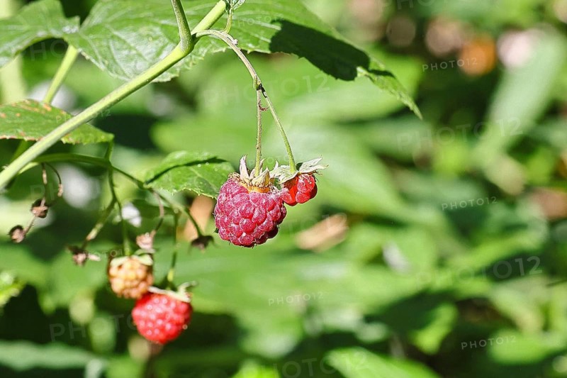 Wild raspberries (Rubus idaeus) ripe fruit on a vine in the forest, Wilnsdorf, North Rhine-Westphalia, Germany