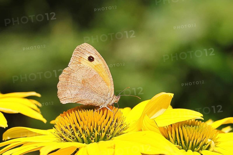 Meadow Brown (Maniola jurtina), collecting nectar from a flower of the yellow coneflower (Rudbeckia), nice bokeh in the background, Wildlife, Insects, Butterflies, Butterfly, Close-up, Macro shot, Wilnsdorf, North Rhine-Westphalia, Germany