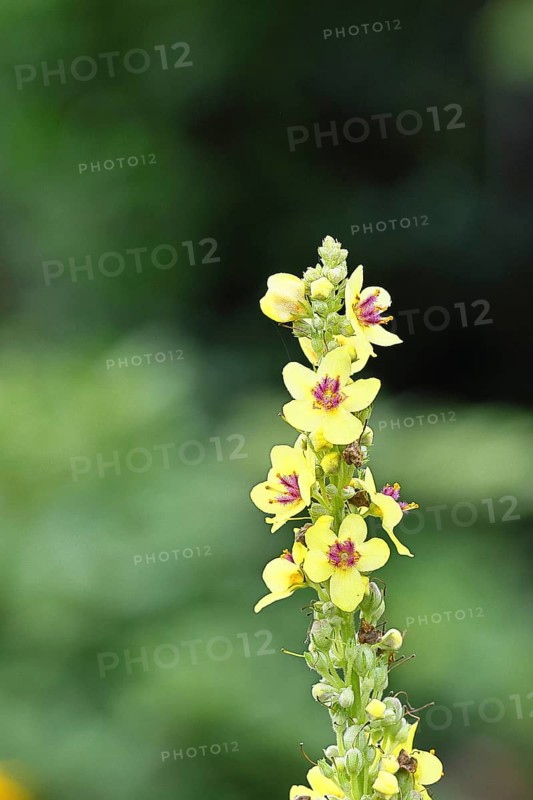 Dark mullein (Verbascum nigrum), flowers, inflorescence, in a natural garden, close-up, Wilnsdorf, North Rhine-Westphalia, Germany