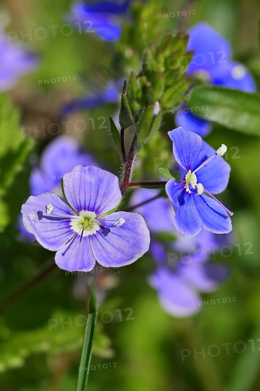 Gamander speedwell (Veronica chamaedrys), flowers in a deciduous forest, blue blossom, spring, Wilnsdorf, North Rhine-Westphalia, Germany