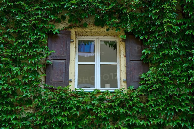 Window framed by dense ivy with wooden shutters on an old wall, Regensburg, Bavaria, Germany
