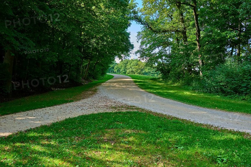 A quiet forest path with a fork in the road surrounded by green trees and soft light, Walhalla, Donaustauf, Regensburg, Bavaria, Germany