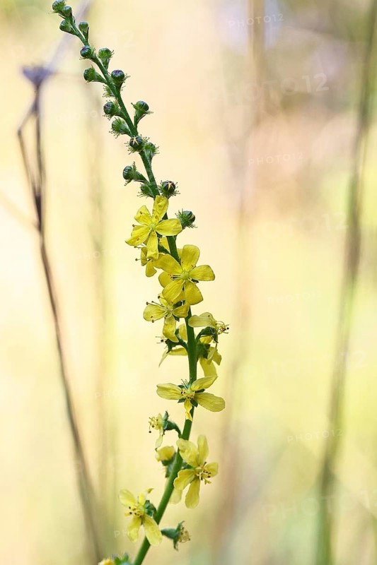 Common agrimony (Agrimonia eupatoria), also known as agrimony, medicinal plant, medicinal herbs, Trupacher Heide nature reserve, Siegen, North Rhine-Westphalia, Germany