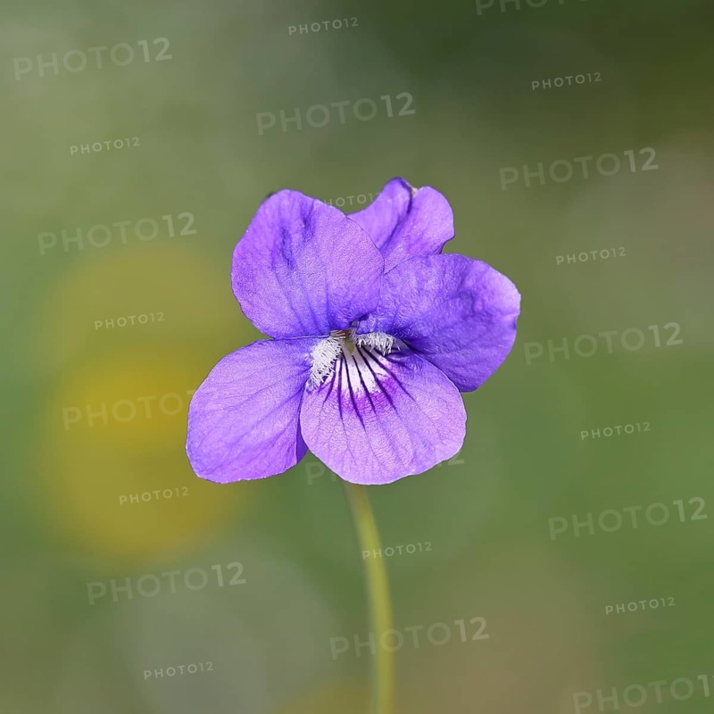 Dog violet (Viola canina), close-up of a flower at the edge of a forest, spring, Wilnsdorf, North Rhine-Westphalia, Germany