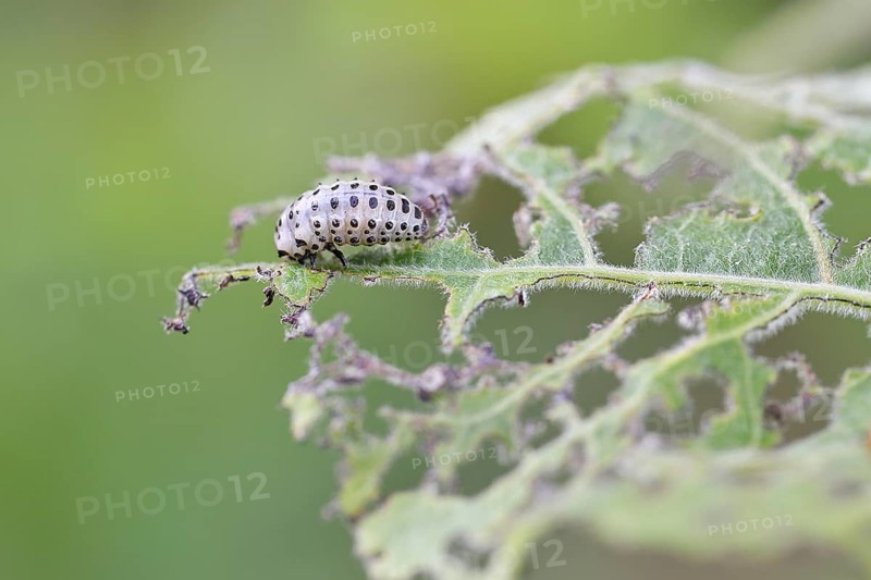 Poplar leaf beetle, larva ready to pupate on a leaf that has been eaten away, Trupacher Heide nature reserve, Siegen, North Rhine-Westphalia, Germany