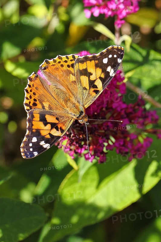 Thistle butterfly (Vanessa cardui) on a Buddleja davidii flower, Wilnsdorf, North Rhine-Westphalia, Germany