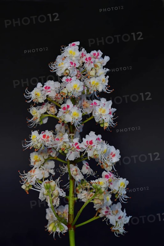 Horse chestnut (Aesculus hippocastanum), flower, inflorescence against a black background, Wilnsdorf, North Rhine-Westphalia, Germany