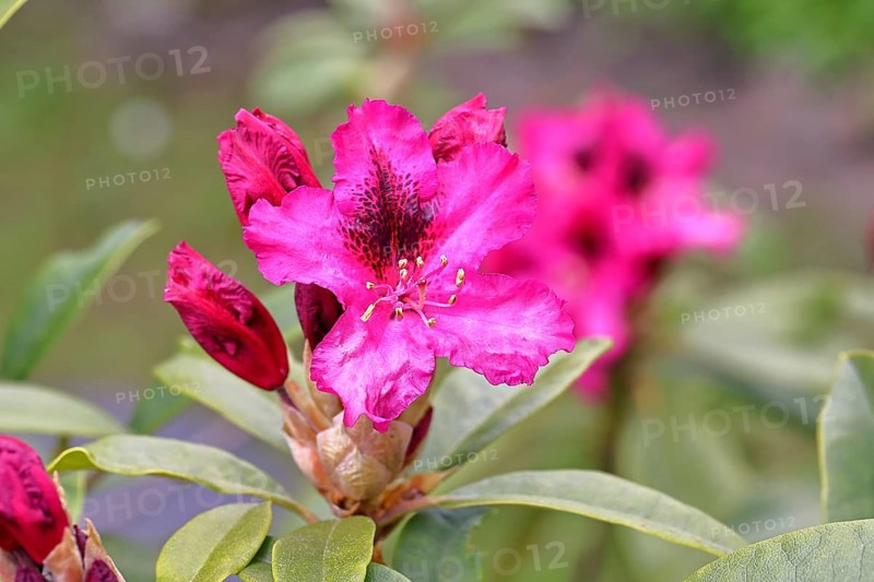 Rhododendron flowers (Rhododendron Homer), red flowers, in a garden, Wilnsdorf, North Rhine-Westphalia, Germany