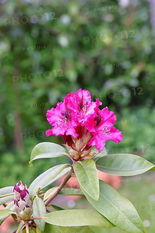 Rhododendron flowers (Rhododendron Homer), red flowers, in a garden, Wilnsdorf, North Rhine-Westphalia, Germany