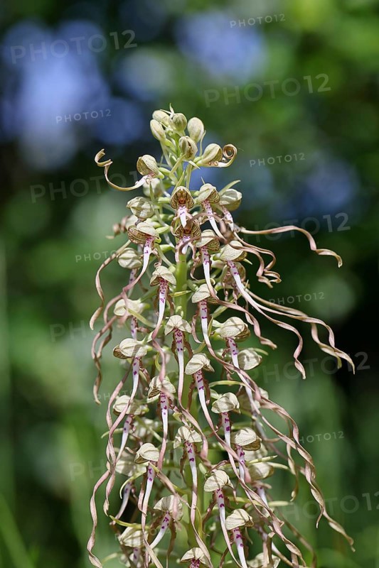 Goat's tongue (Himantoglossum hircinum), inflorescence with open white-purple flowers, in front of a grove, orchids, orchid, orchid plant, nature photography, Lahnstein, Rhineland-Palatinate, Germany