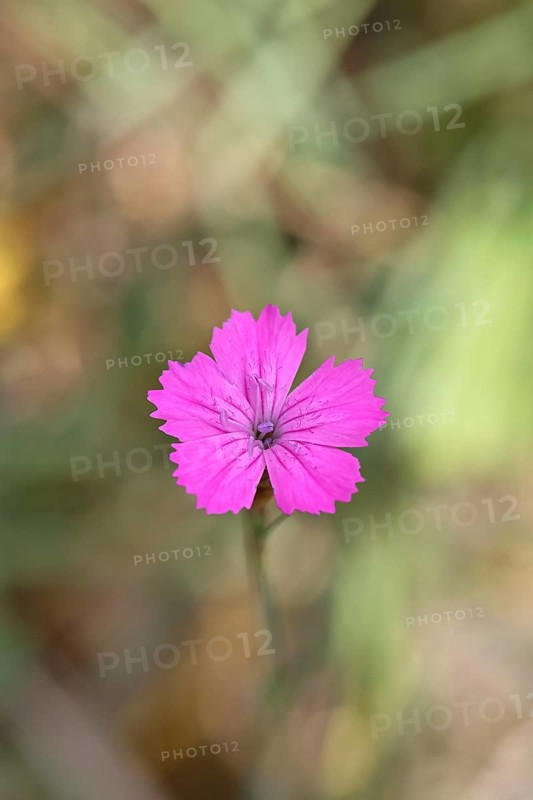 Heath carnation (Dianthus deltoides) in bloom, Trupacher Heide nature reserve, Siegen, North Rhine-Westphalia, Germany