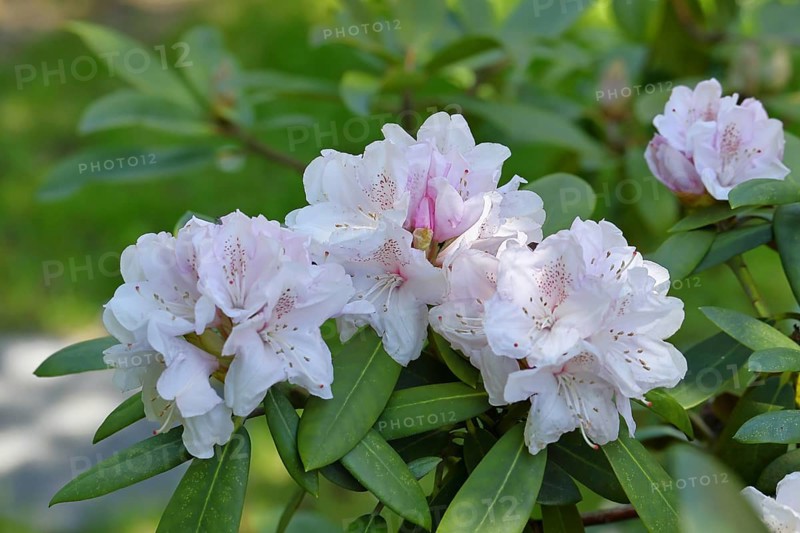 Rhododendron flowers (Rhododendron Homer), white flowers, in a garden, Wilnsdorf, North Rhine-Westphalia, Germany