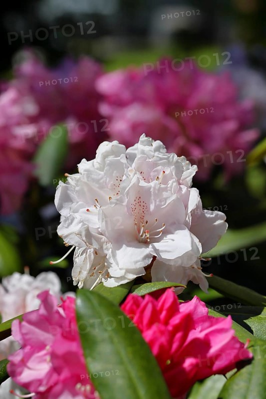 Rhododendron flowers (Rhododendron Homer), white flowers, in a garden, Wilnsdorf, North Rhine-Westphalia, Germany