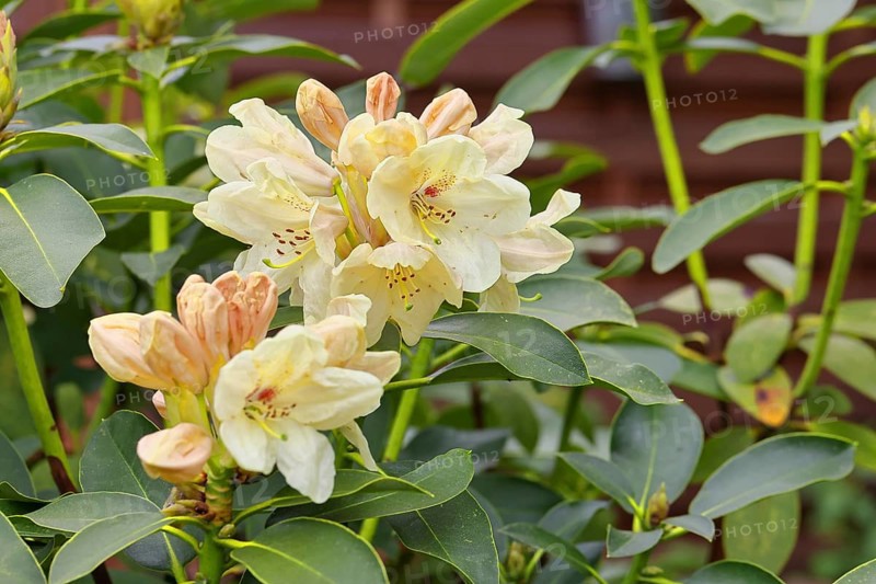 Rhododendron flowers (Rhododendron Homer), yellow flowers, in a garden, Wilnsdorf, North Rhine-Westphalia, Germany