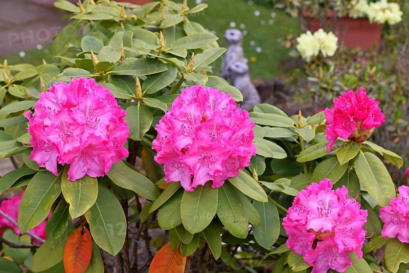 Rhododendron flowers (Rhododendron Homer), pink flowers, in a garden, Wilnsdorf, North Rhine-Westphalia, Germany