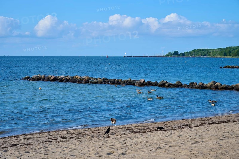 Ducks swimming near a rocky beach under a clear sky with calm sea, Heikendorf, Kreis Plön, Kieler Förde, Schleswig-Holstein, Germany