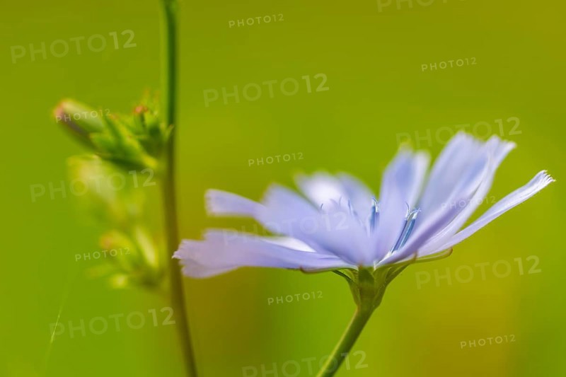 Common chicory (Cichorium intybus), Asteraceae, roadside, Kurpfalz, Baden-Württemberg, Germany