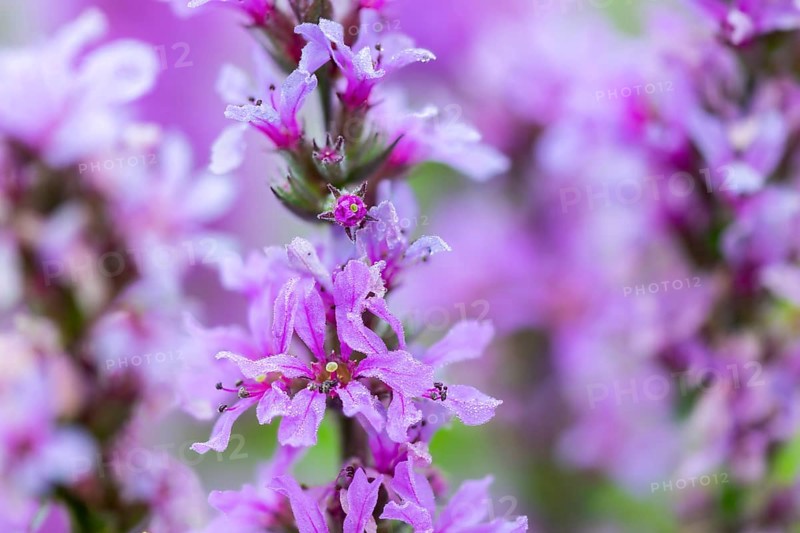 Purple loosestrife (Lythrum salicaria), loosestrife family (Lythraceae), Pfrunger-Burgweiler Ried, Baden-Württemberg, Germany
