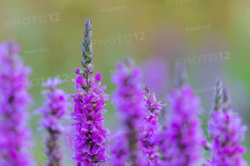 Purple loosestrife (Lythrum salicaria), loosestrife family (Lythraceae), Pfrunger-Burgweiler Ried, Baden-Württemberg, Germany