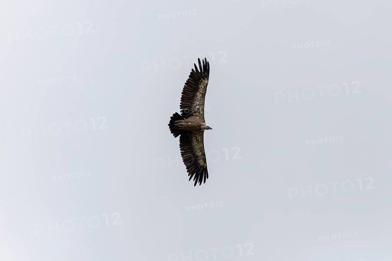Griffon vulture (Gyps fulvus), utilising thermals over the Gotthard, Ticino, Switzerland