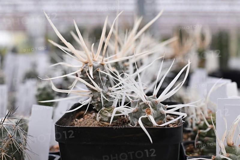 Curios Tephrocactus articulatus v. Papyracanthus Paper Spine cactus plant