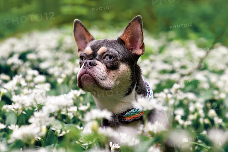 Lilac orange tan French Bulldog dog between white wild garlic flowers in forest