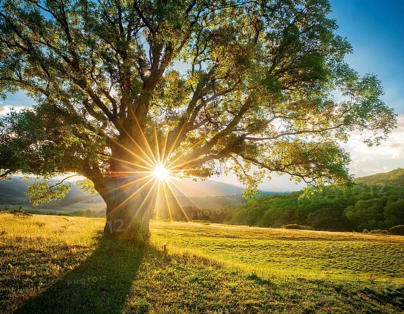 An awe-inspiring scene showcasing the sun's rays bursting through a solitary tree, illuminating a tranquil green meadow against a dramatic morning sky. A symbol of peace, life, and scenic nature, AI generated
