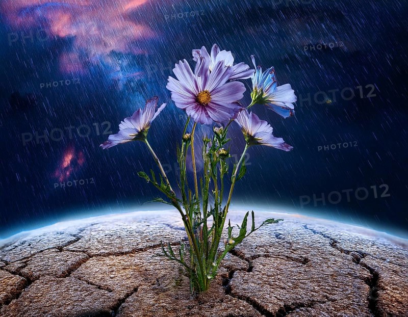 Flower grows from cracked earth under a rainfall, embodying resilience, hope, and renewal amidst adversity, emphasizing nature's ability to flourish even in challenging conditions, AI generated