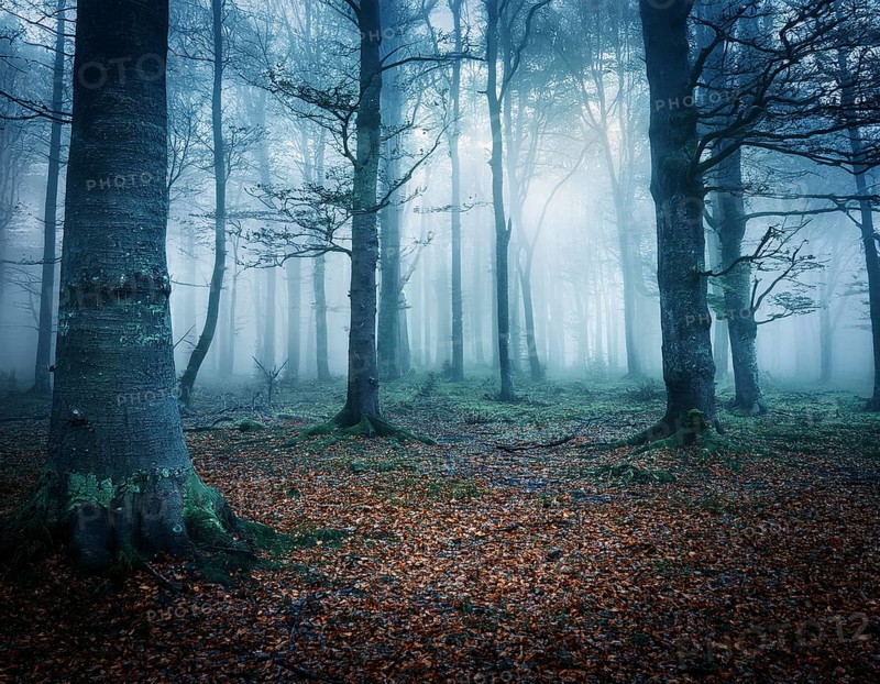 Mysterious dark misty forest dark magical forest night scary panorama halloween landscape, AI generated