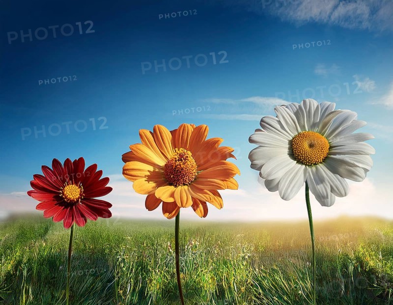 Growing flowerPlant Sequence - a seedling grows progressively- metaphor for success or growth, AI generated