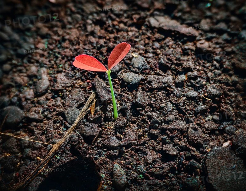 Life Concept. Existence survival being consciousness. Growth of new life, AI generated
