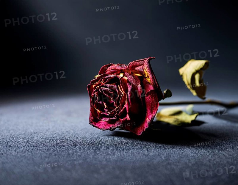 Withered Red Rose on Dark Background with Moody Lighting, AI generated