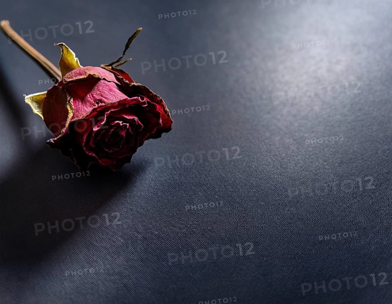 Withered Red Rose on Dark Background with Moody Lighting, AI generated
