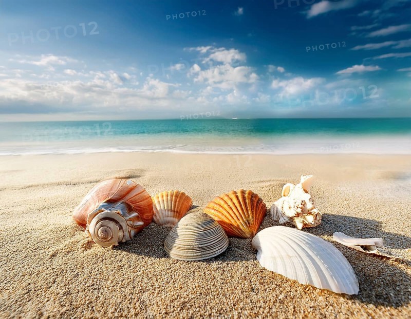 Composition with beach water, sand, starfish and seashells. Summer vacations concept, AI generated